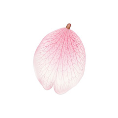 Delicate pink cherry blossom petal with subtle texture isolated on transparent background