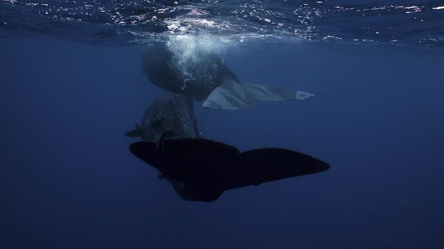A group of sperm whales traveling through deep open water. Detailed shots, natural interaction, calm movement, and a pristine marine environment with no boats or humans.