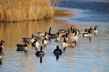 Flock Of Geese On The Lake, Pylypow Wetlands, Edmonton, Alberta