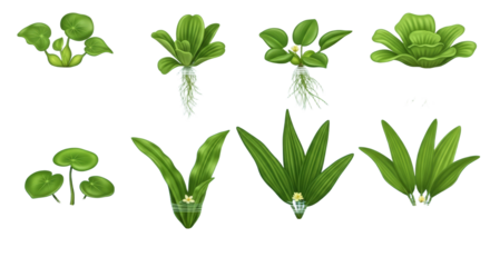 Collection Of Aquatic Plants Floating On Water Surface Detailed Pixel Art Style isolated on Transparent Background