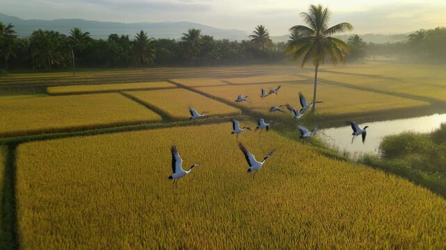 Amanecer sobre campos de arroz dorados con aves volando y una palmera solitaria.