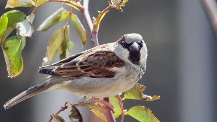 Detailed photograph of a common sparrow sitting on a rose stem with vibrant green and reddish leaves. © Andrei