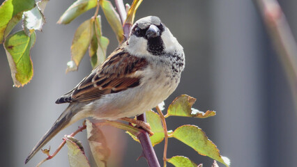 Front-facing shot of a handsome male House Sparrow with soft light illuminating its chest and face.