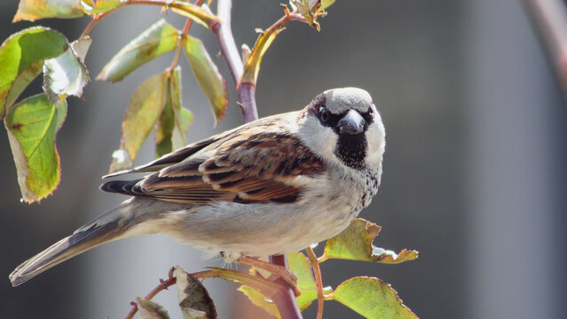 Detailed photograph of a common sparrow sitting on a rose stem with vibrant green and reddish leaves.