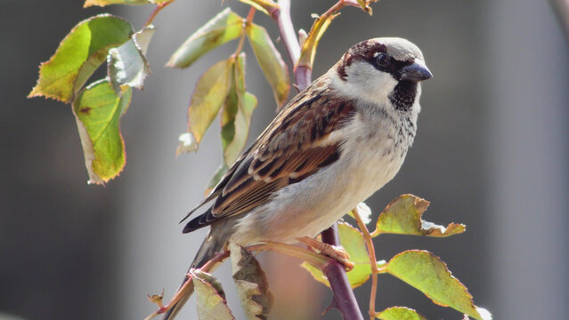 A handsome male House Sparrow (Passer domesticus) captured in a full-body, side-angle close-up.