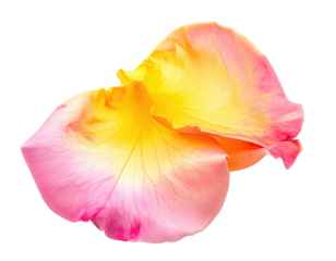 Close-up of a single rose petal, displaying pink to yellow gradient colors on black