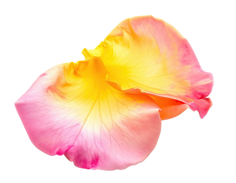 Close-up of a single rose petal, displaying pink to yellow gradient colors on black
