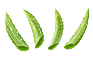 Four fresh green aloe vera leaves with water droplets on black background leaf