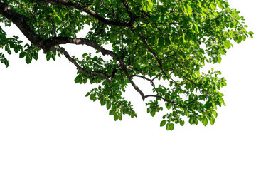 Green tree branch with leaves casting shadow on black background image
