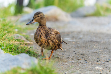 A duck female stands on its paws on the green shore of a pond.