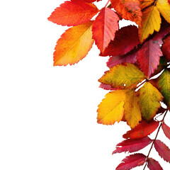 Autumn leaves cascade, vibrant colors on black background