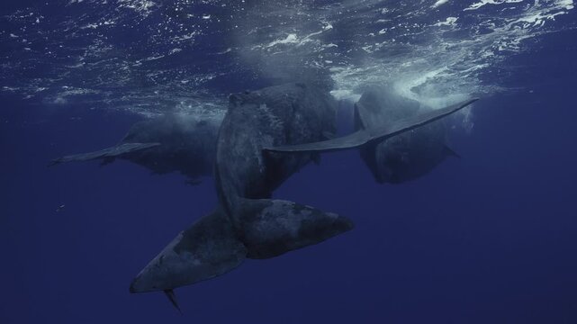 A group of sperm whales traveling through deep open water. Detailed shots, natural interaction, calm movement, and a pristine marine environment with no boats or humans.
