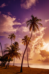 Obraz premium Palm trees silhouetted beneath vibrant tropical sunset sky colors, Trinidad and Tobago