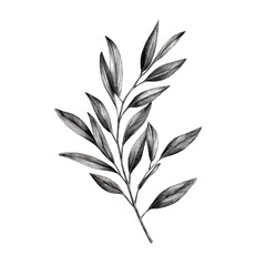 Fototapeta premium Detailed monochrome sketch of a delicate branch with elongated leaves isolated on transparent background