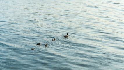 Eurasian Coot with Chicks Swimming on Lake