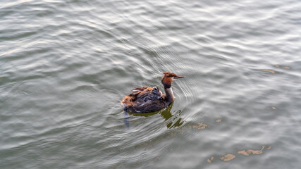 The water bird Great crested Grebe, Podiceps cristatus, swimming in the lake, and its cute babies riding on its back