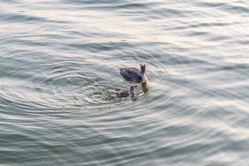 An adult great crested grebe feeds its chick with fish on a summer evening.