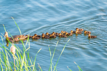 A family of ducks, a duck and its little ducklings are swimming in the water. The duck takes care of its newborn ducklings. Mallard, lat. Anas platyrhynchos