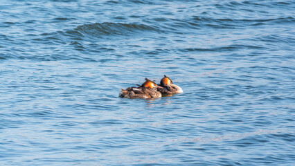 Obraz premium The waterfowl bird, great crested grebe with chick, swimming in the lake.