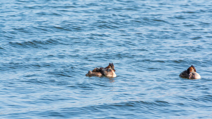 Fototapeta premium The waterfowl bird, great crested grebe with chick, swimming in the lake.