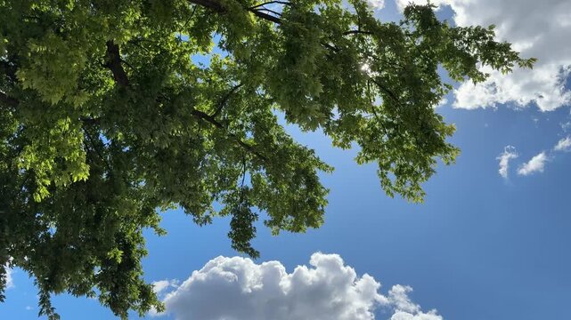 Sky clouds and tree green leaves in wind.