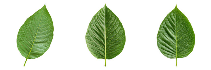 Obraz premium Three vibrant green leaves, showcasing the intricate details of nature