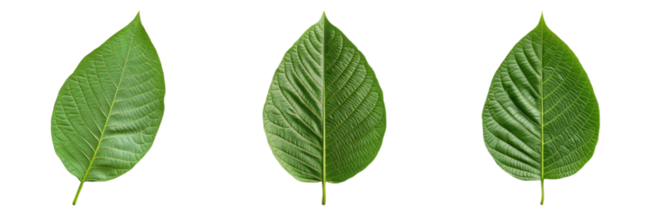 Three vibrant green leaves, showcasing the intricate details of nature