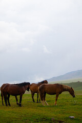 Obraz premium Vertical shot of three brown horses standing in a lush green mountain pasture with rolling hills and distant yurts visible under a cloudy sky