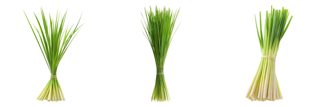 Bundles of fresh, green lemongrass stalks, ready for culinary use, neatly tied