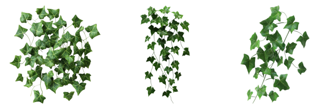 Three decorative green ivy plant arrangements, offering a refreshing touch of nature