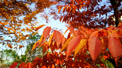 Vibrant red autumn leaves of Zelkova serrata in serene forest and mountain setting