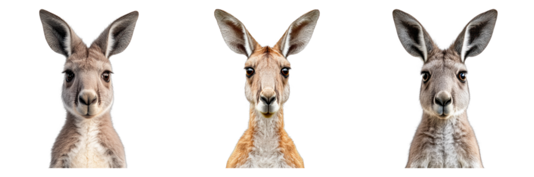 Three kangaroos, each captured in a close-up, frontal portrait, showcase the unique features of these marsupials