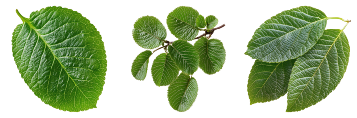 Vibrant Green leaves isolated, illustrating the detail, texture, and natural beauty. The leaves showcase a range of shapes and patterns, highlighting the diversity