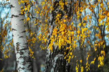 Trunks of white birches on a cloudy autumn day in a city park.