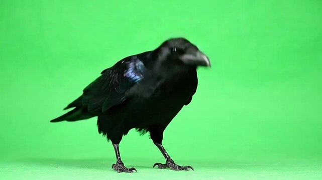 Black Crow Isolated Against a Vibrant Green Background Demonstrating Behaviors Such As Walking and Pecking in Various Angles