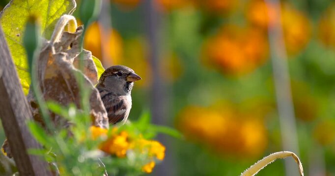 Close up view of House Sparrow bird in the colorful flower garden during twilight.