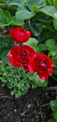 Vibrant Red Ranunculus Flowers in Summer Garden