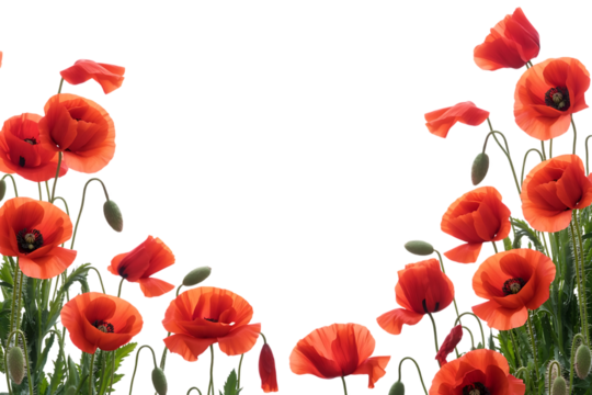 Poppy flowers border on transparent background