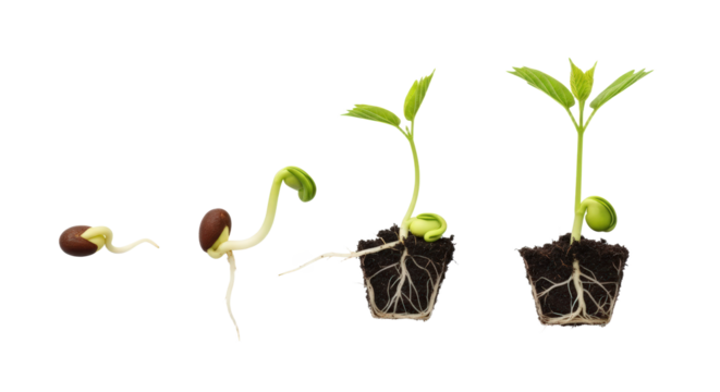 Four Stages Of Plant Growth From Seed To Sprout With Developed Roots And Green Leaves Isolated On A transparent Background