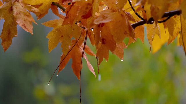 Colorful wet Maple leaves under rain fall in autumn time.