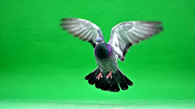 Domestic Gray Pigeon Rock Dove Columba Livia Spreading Wings in Mid Flight Against a Vivid Green Screen Background Studio Lighting