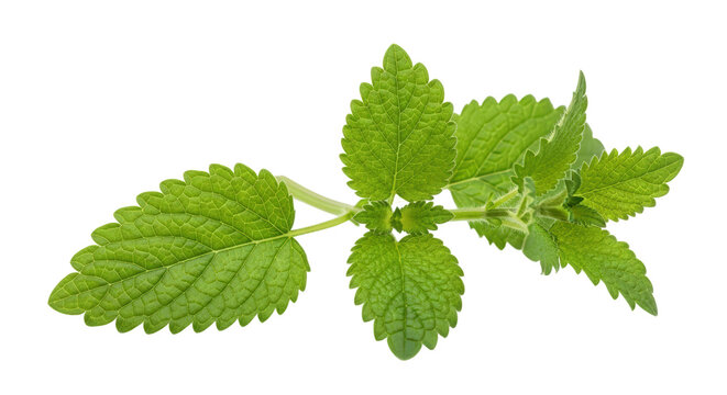 Fresh Green Lemon Balm Herb Leafy Branch with Visible Veins and Small White Spots Isolated On A transparent Background