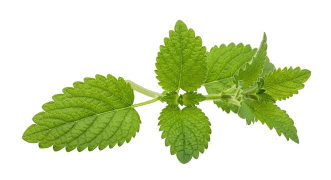 Fresh Green Lemon Balm Herb Leafy Branch with Visible Veins and Small White Spots Isolated On A transparent Background
