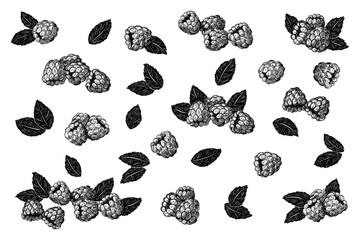 Set of raspberry berry with leaves. Vector black ink isolated illustration in sketch line style