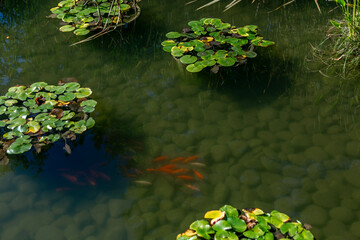 Water lilies and goldfish in a clear pond. A beautiful natural landscape.