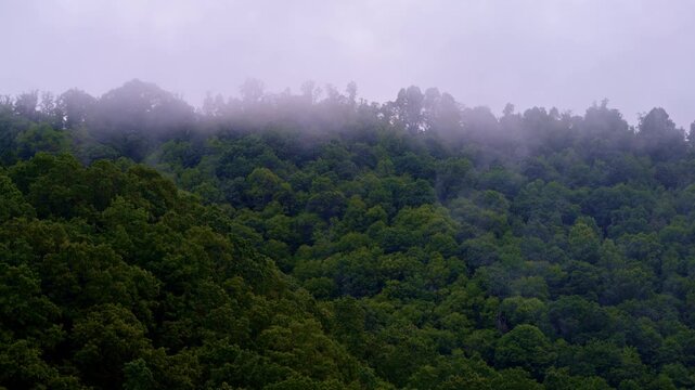 Drone flyover exploring a calm, fog-draped Smokies valley.