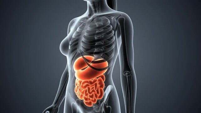 Detailed anatomical illustration of a female torso with highlighted digestive organs.