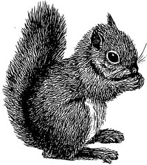 silhouette of a squirrel svg