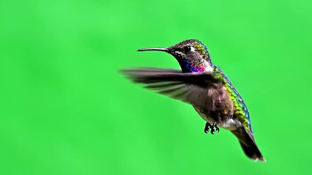 Hummingbird suspended mid flight with blurred wings against a vibrant solid green background showcasing iridescent plumage
