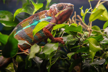Colorful chameleon perched on lush green leaves, showcasing vibrant scales and intricate patterns, blending seamlessly into its natural habitat with captivating details